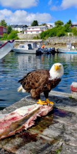 Water, Bird, Water Bird, River