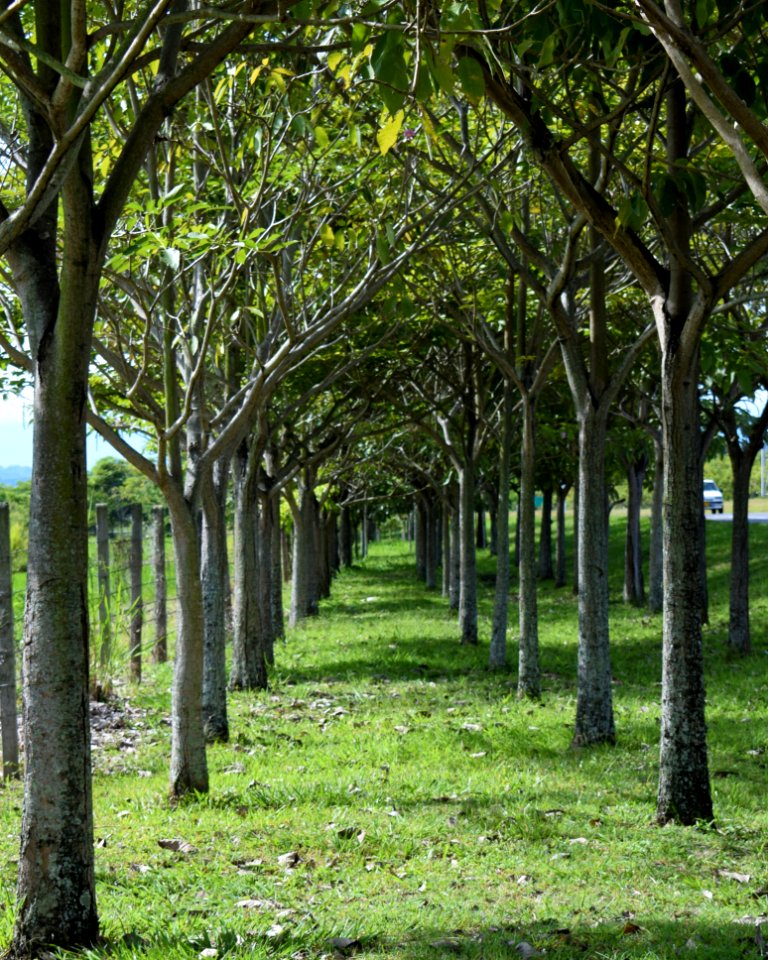 Tree, Grove, Vegetation, Woodland