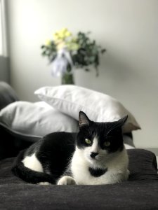 Cat, White, Black, Mammal photo