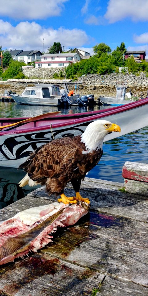Water, Bird, Beak, Sea