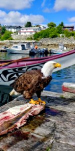 Water, Bird, Beak, Sea