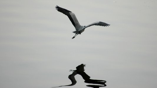 Bird, Fauna, Seabird, Sky photo