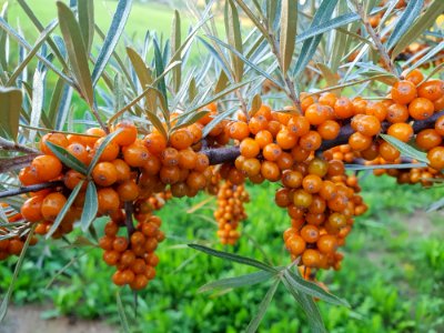 Hippophae, Fruit