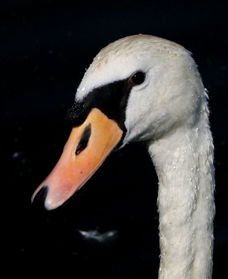 Beak, Water Bird, Bird, Fauna