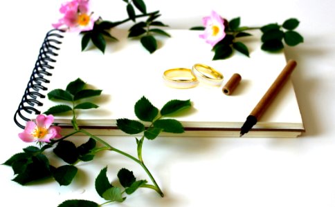Flower, Petal, Flowerpot, Artificial Flower