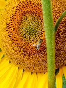 Sunflower, Honey Bee, Pollen, Sunflower Seed photo