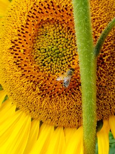 Sunflower, Honey Bee, Pollen, Sunflower Seed