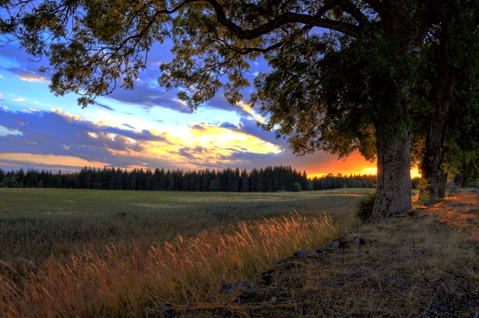 Sky, Field, Tree, Wilderness