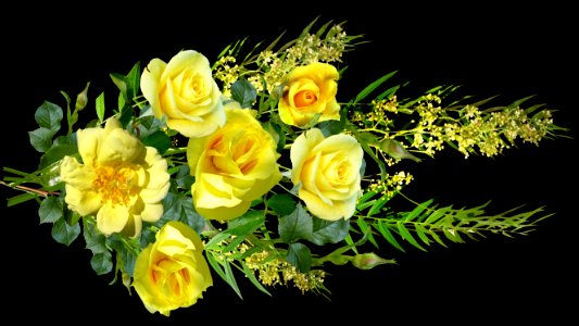 Flower, Yellow, Floristry, Rose Family photo