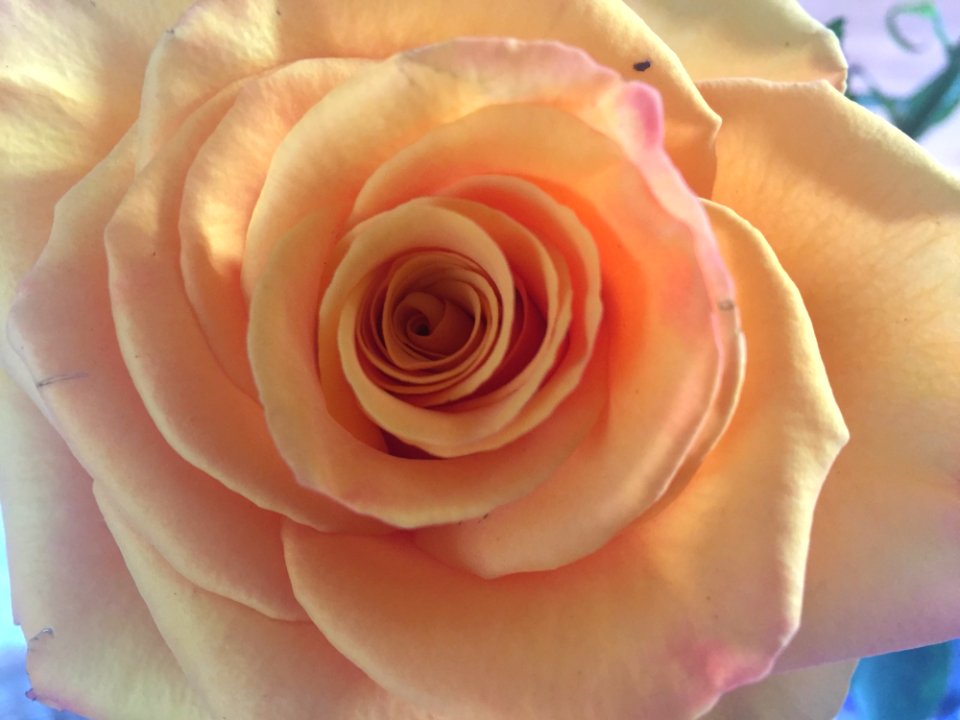 Rose, Flower, Rose Family, Pink