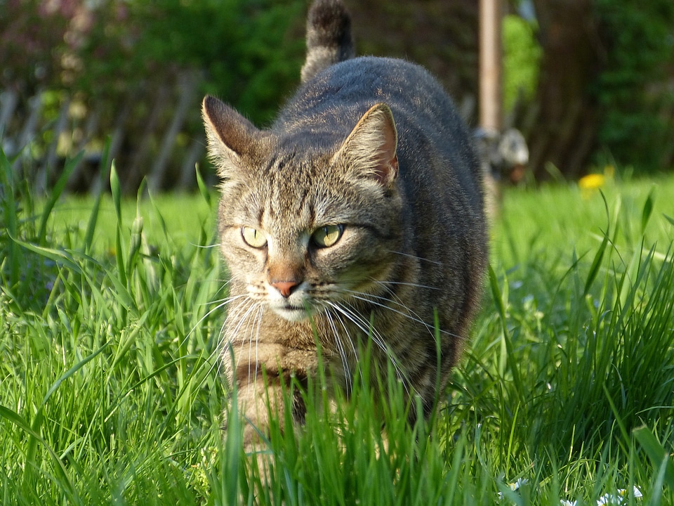 Meadow green hunting