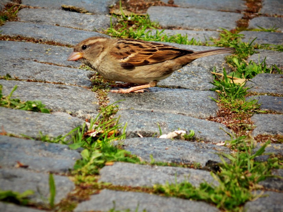 Bird, Fauna, Sparrow, Beak