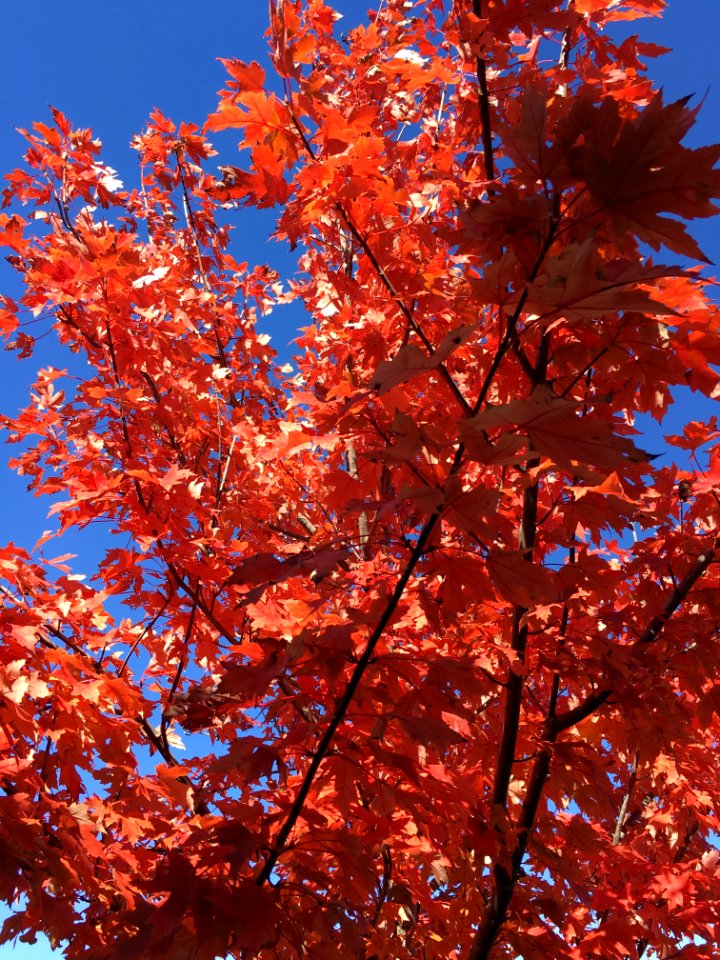 Tree, Woody Plant, Autumn, Plant