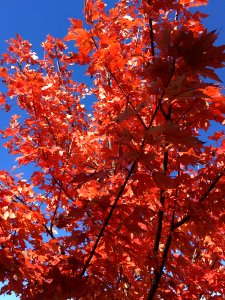 Tree, Woody Plant, Autumn, Plant photo