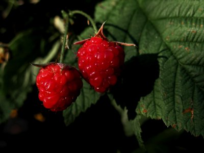 Berry, Raspberry, West Indian Raspberry, Raspberries Blackberries And Dewberries photo