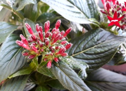 Plant, Flower, Subshrub