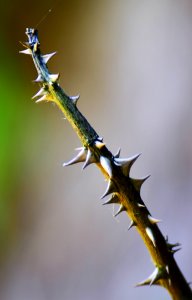 Thorns Spines And Prickles, Flora, Macro Photography, Close Up photo