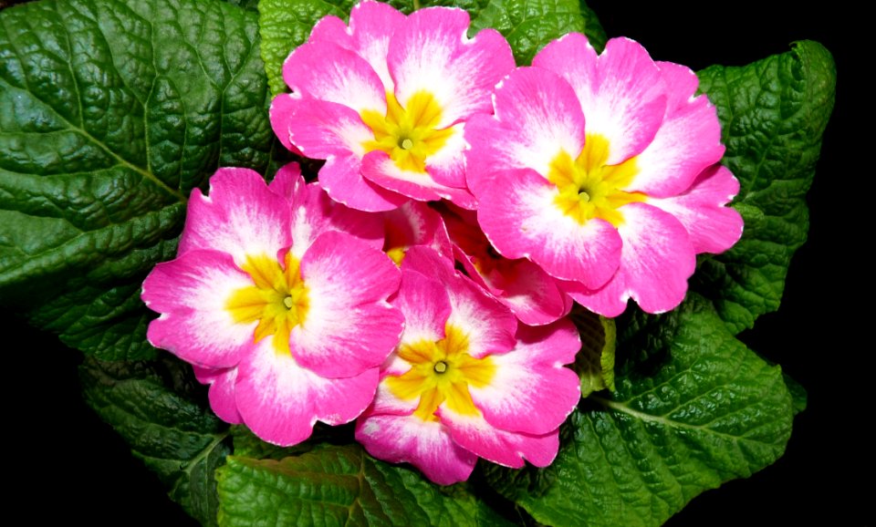 Flower, Primula, Flowering Plant, Plant