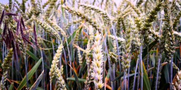 Plant, Food Grain, Grass Family, Crop photo