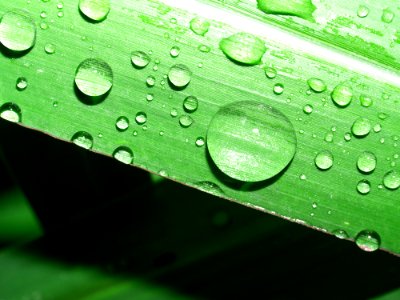 Dew, Green, Water, Drop