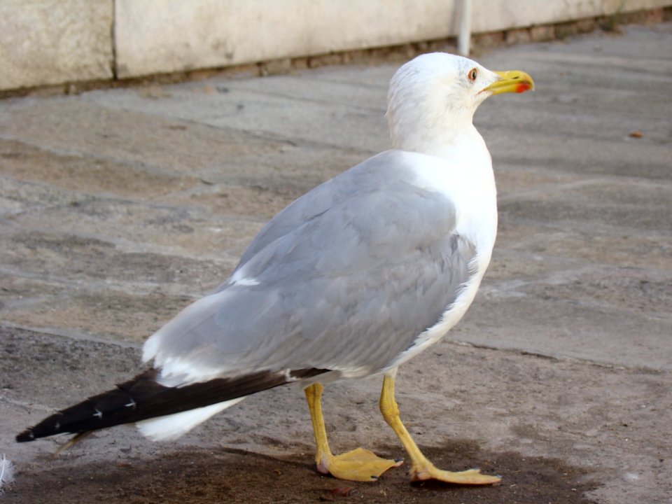 Bird, Gull, Seabird, European Herring Gull