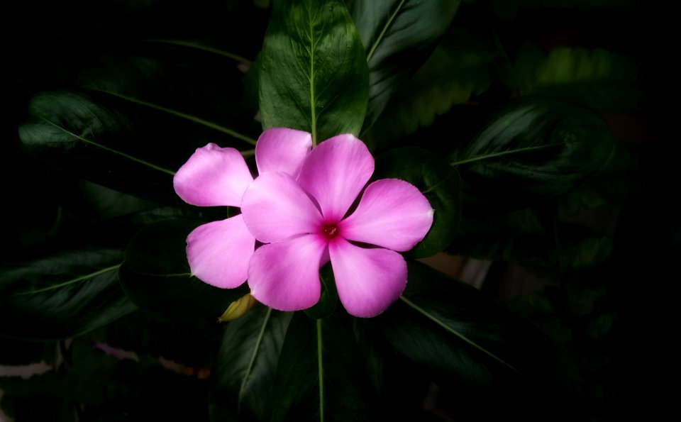 Flower, Plant, Flora, Leaf