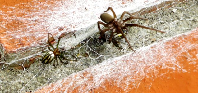 Spider, Arachnid, Invertebrate, Arthropod