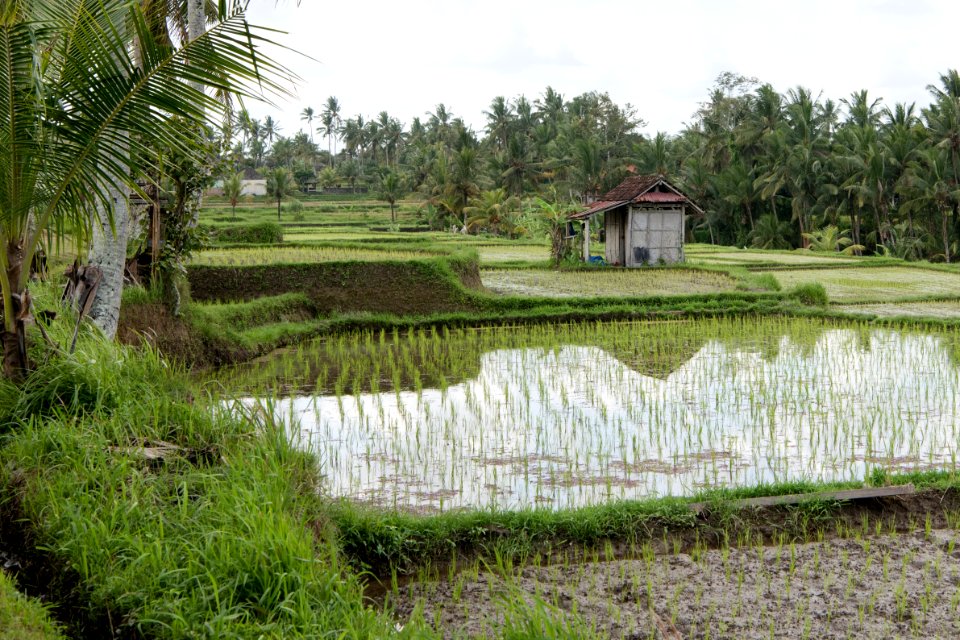 Nature Reserve, Paddy Field, Wetland, Grass