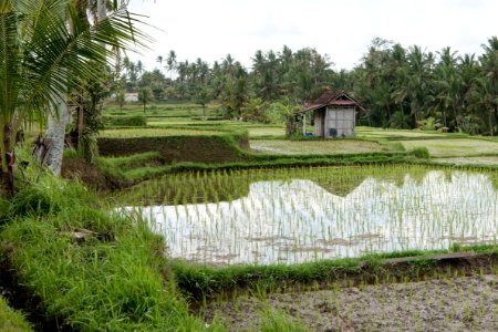 Nature Reserve, Paddy Field, Wetland, Grass