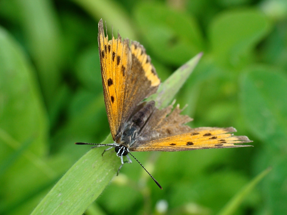 Butterfly nature macro