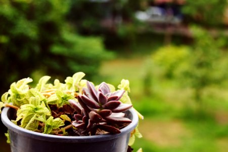 Plant, Flowerpot, Herb, Flower photo