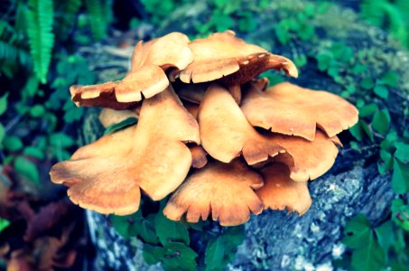 Fungus, Mushroom, Oyster Mushroom, Edible Mushroom photo
