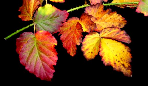 Leaf, Autumn, Grape Leaves, Grapevine Family photo