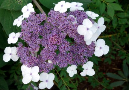Flower, Plant, Flowering Plant, Lilac