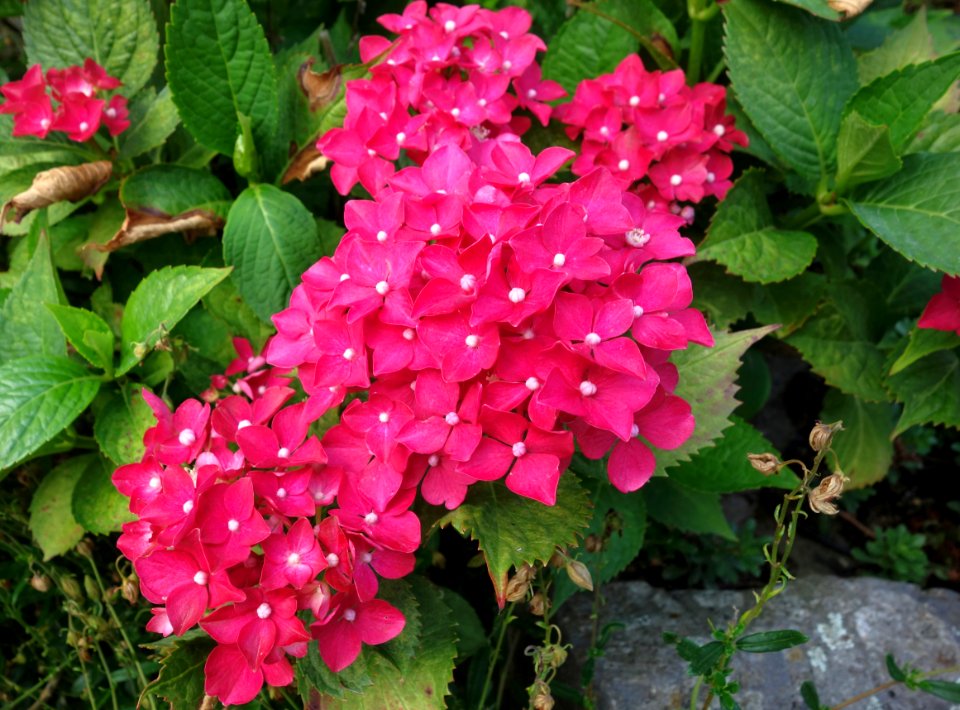 Plant, Flower, Flowering Plant, Hydrangea