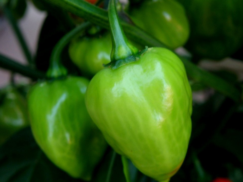 Peppers, Vegetable, Natural Foods, Chili Pepper