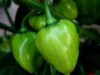 Peppers, Vegetable, Natural Foods, Chili Pepper