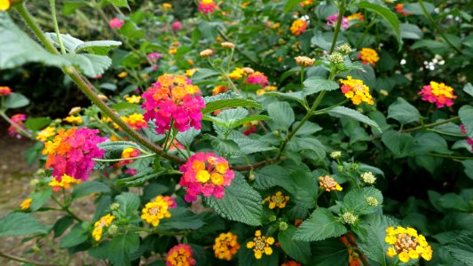 Flower, Plant, Flowering Plant, Lantana Camara