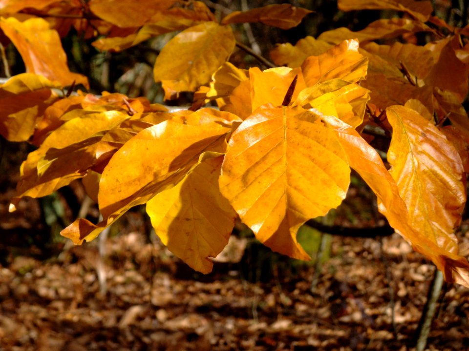 Leaf, Deciduous, Autumn, Plant