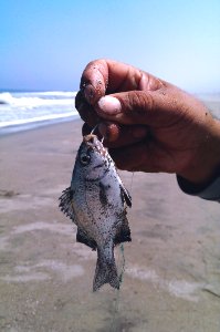 Fauna, Sand, Vacation, Fish
