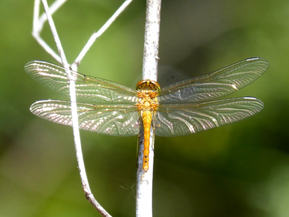 Insect, Dragonfly, Dragonflies And Damseflies, Invertebrate