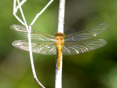 Insect, Dragonfly, Dragonflies And Damseflies, Invertebrate