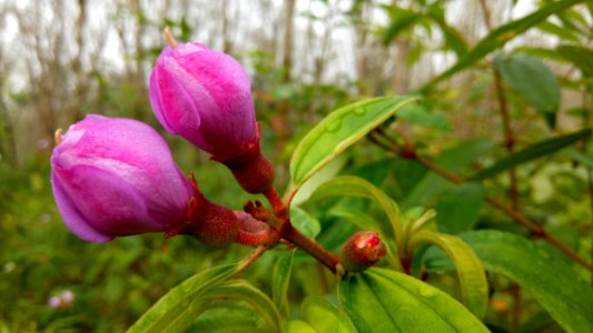 Bud, Plant, Branch, Flower