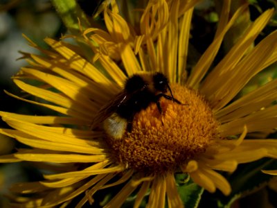 Honey Bee, Bee, Yellow, Nectar photo