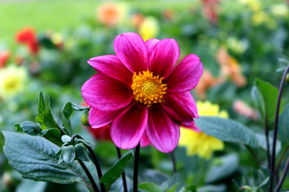 Flower, Plant, Flowering Plant, Dahlia photo