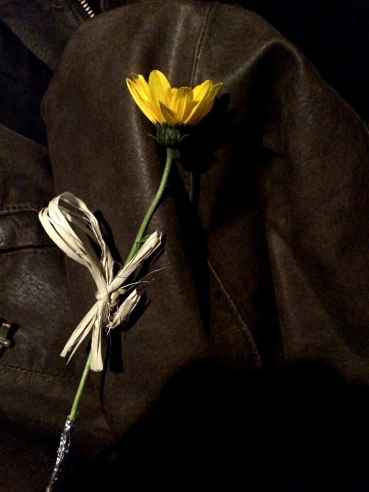 Flower, Yellow, Still Life Photography, Flora