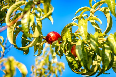 Fruit, Plant, Tree, Fruit Tree