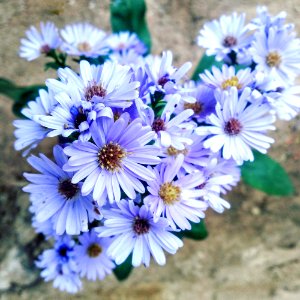 Flower, Aster, Plant, Purple photo