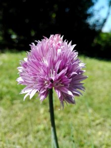 Plant, Purple, Chives, Flower