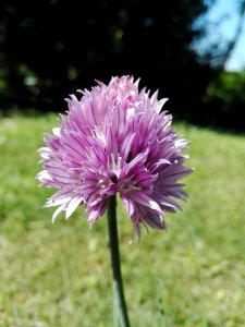 Plant, Purple, Chives, Flower photo